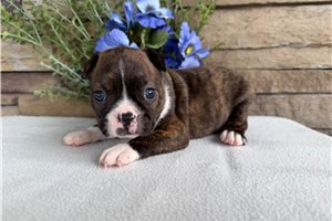 Matthew - Boston Terrier for sale