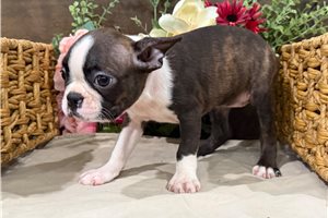 Marigold - Boston Terrier for sale