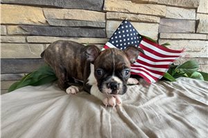 Milo - Boston Terrier for sale