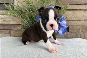 Marigold - Boston Terrier for sale