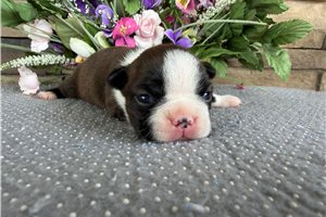 Marigold - Boston Terrier for sale