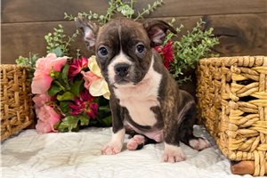 Matthew - Boston Terrier for sale