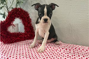 Kingston - Boston Terrier for sale