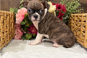 Milo - Boston Terrier for sale