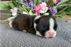 Misty - Boston Terrier for sale