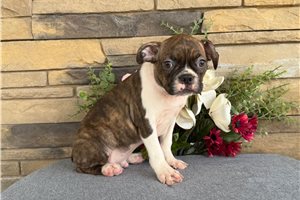 Milo - Boston Terrier for sale