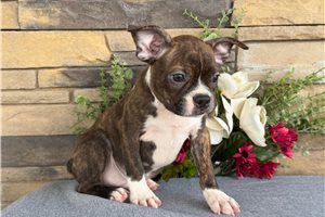 Matthew - Boston Terrier for sale