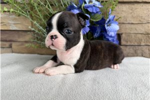Misty - Boston Terrier for sale