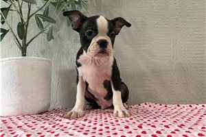 Kole - Boston Terrier for sale