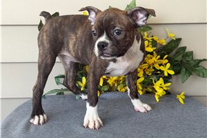 Matthew - Boston Terrier for sale