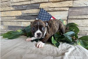 Matthew - Boston Terrier for sale