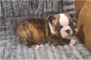 Isabella - English Bulldog for sale