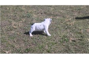 Ivanna - English Bulldog for sale