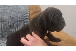 Isaac - English Bulldog for sale