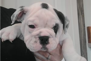 Ivanna - English Bulldog for sale