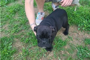 Isaac - puppy for sale