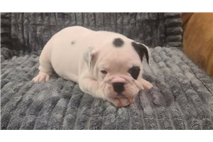 Ivanna - English Bulldog for sale