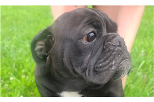 Isaac - English Bulldog for sale