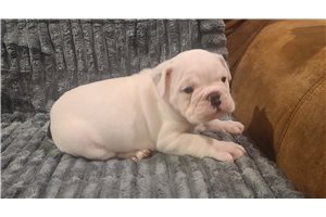 Ivory - English Bulldog for sale