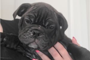 Isaac - English Bulldog for sale