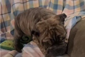 Iris - English Bulldog for sale