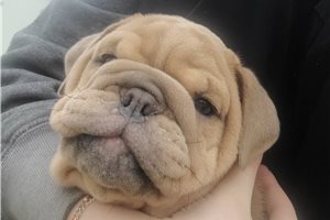 Vivian - English Bulldog for sale