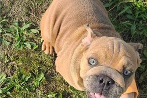 Vera - English Bulldog for sale