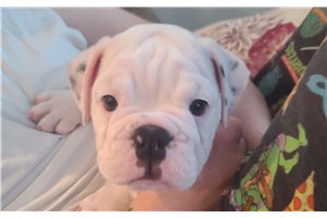 Ivory - English Bulldog for sale