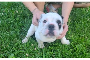 Ivanna - English Bulldog for sale