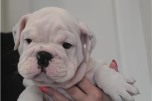 Ivory - English Bulldog for sale