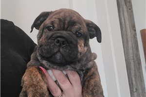Iris - English Bulldog for sale