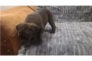 Isaac - English Bulldog for sale