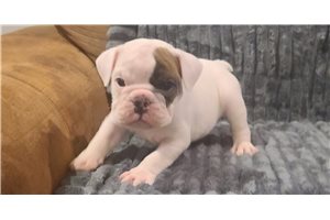 Isaiah - English Bulldog for sale
