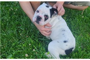 Ivanna - English Bulldog for sale