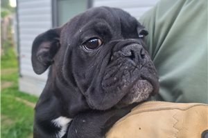 Isaac - English Bulldog for sale