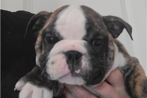 Isabella - English Bulldog for sale