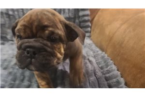 Iris - English Bulldog for sale