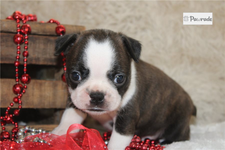 Hamilton, male Boston Terrier puppy for sale