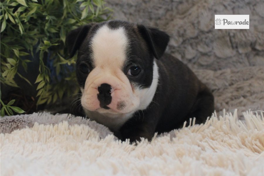 Warren - Boston Terrier for sale