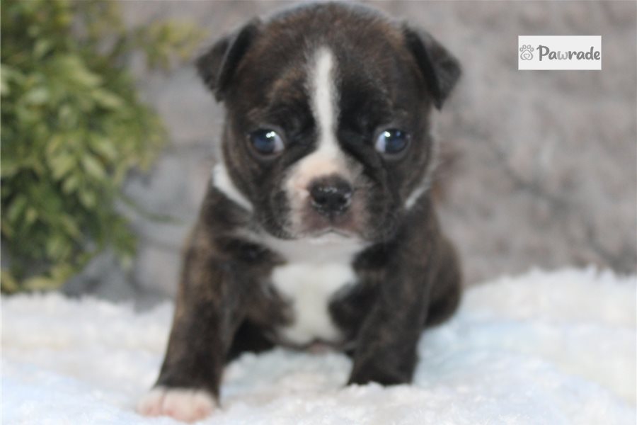 Hunter, male Boston Terrier puppy for sale