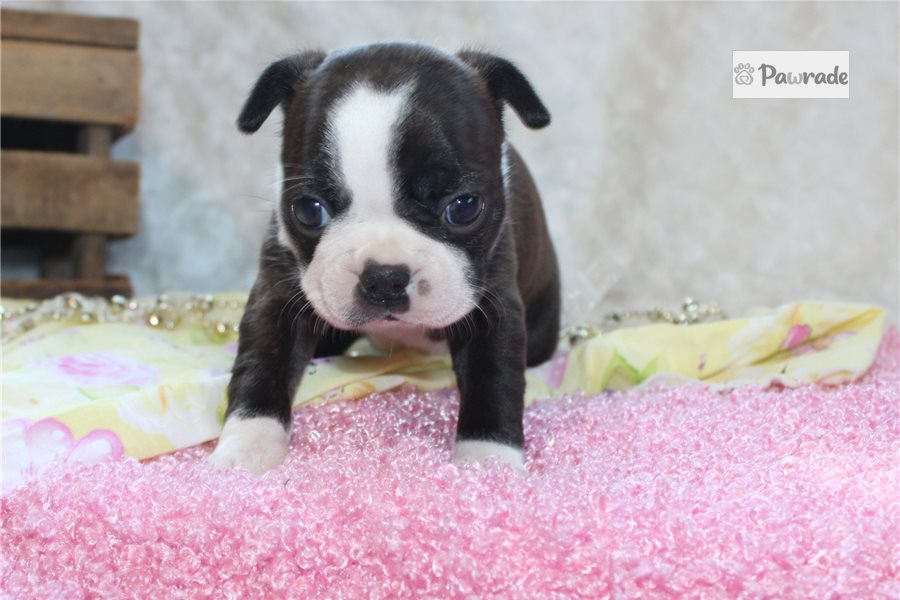 Hailey - Boston Terrier for sale