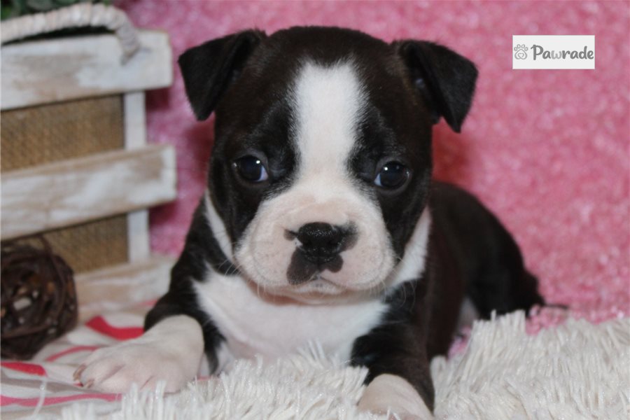 Wrigley - Boston Terrier for sale