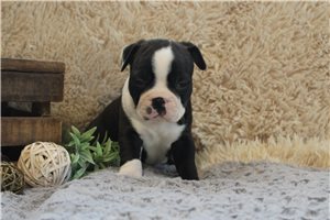 Warrior - puppy for sale
