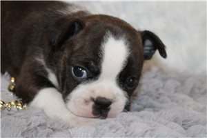 Celine - Boston Terrier for sale