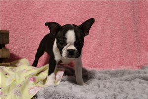 Regina - Boston Terrier for sale