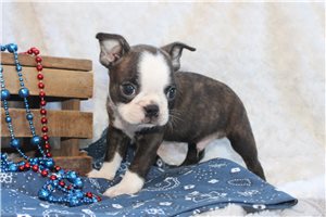 Alex - puppy for sale