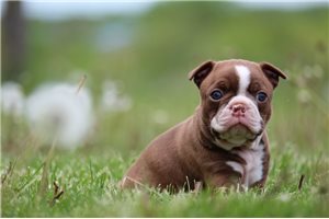 Bitsy - Boston Terrier for sale