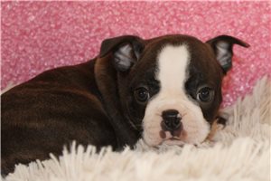 Remy - puppy for sale