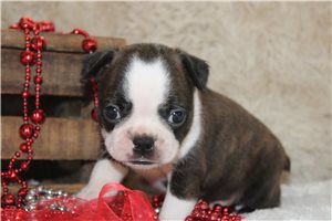 Hamilton - Boston Terrier for sale