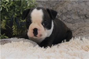 Warren - Boston Terrier for sale